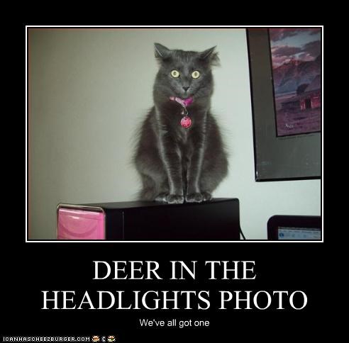 Deerheadlights