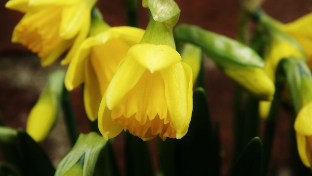 Daffodil-Creative-Countryside