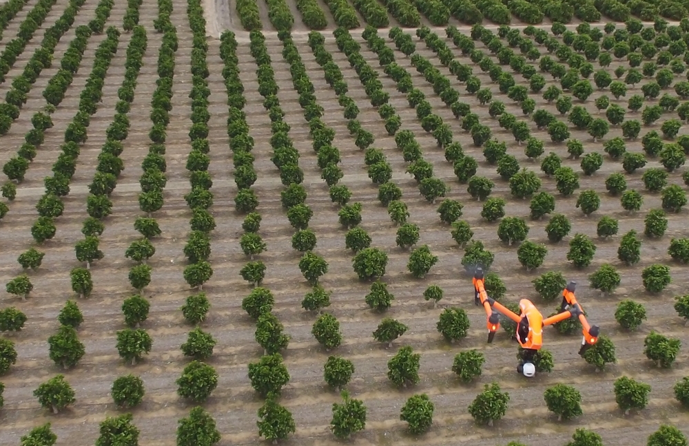 DJI Inspire 1 by FlyingAg.com flying citrus farm in Central California use the DroneDeploy system. This platform is nice largely due to it's ability to change sensors (like Flir Sensor below) and longer flight times.  It can fly 160 acres use the DroneDeploy system which is perfect in my opinion with current regulations (within line of site).