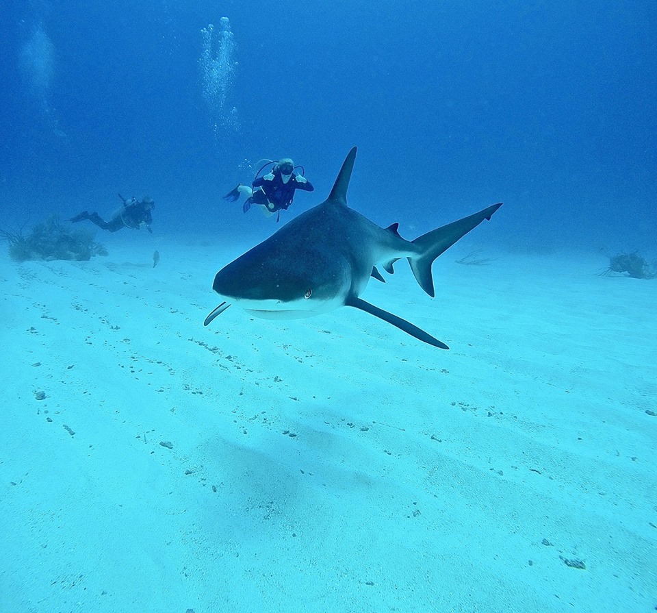 Diving_Cayman
