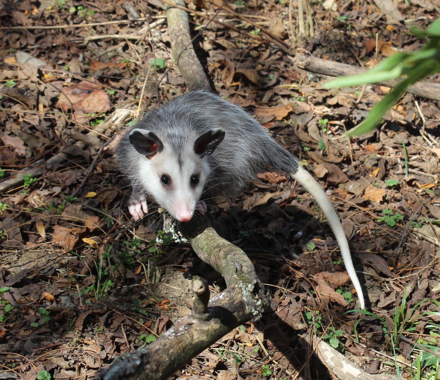Opossums Kentucky S Only Stunning Marsupial Fox Run Environmental Education Center,Yogurt Makers At Walmart