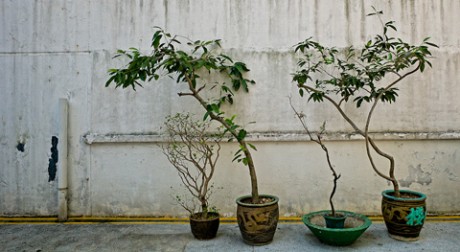 So Uk Bonsai Trees