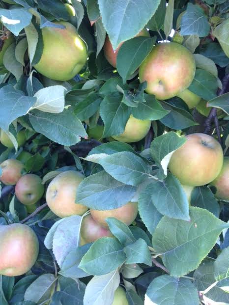 Honeycrisp apples are ready!! — Beilke Family Farm