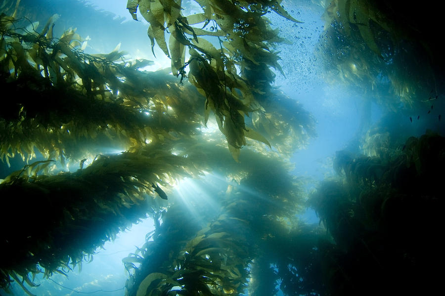 1-giant-kelp-forest-dave-fleetham