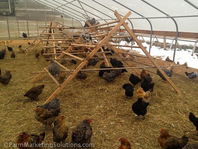 raising chickens in the winter