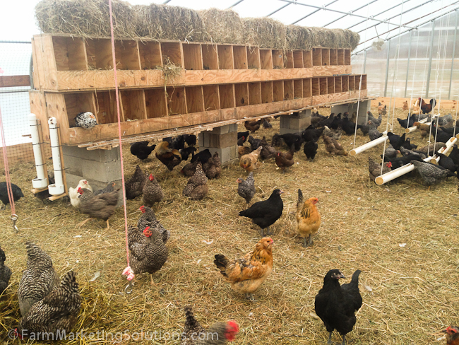 winter chicken housing