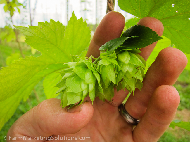 how to grow hops