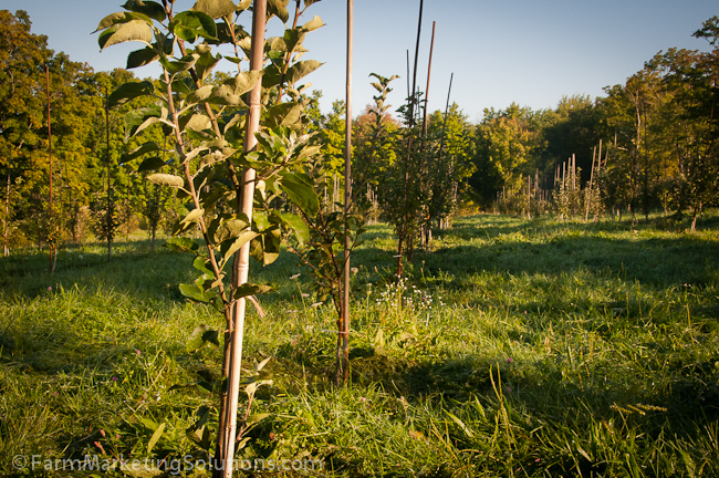young apple orchard
