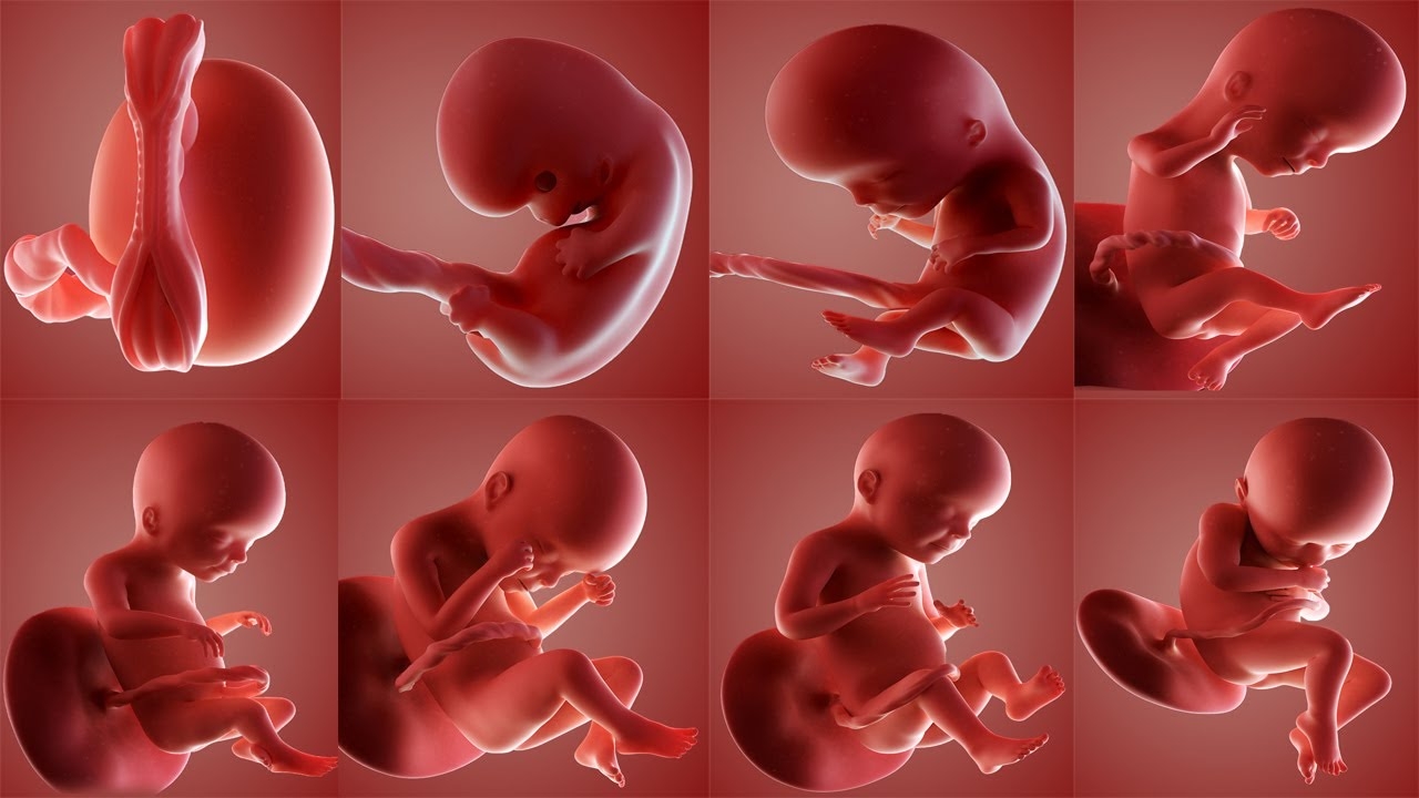 Baby Development From Birth