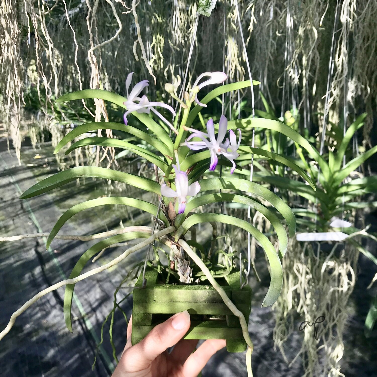 Neostylis Lou Sneary Blue bird Orchid Species Plant Blooming size CITES PHYTO 