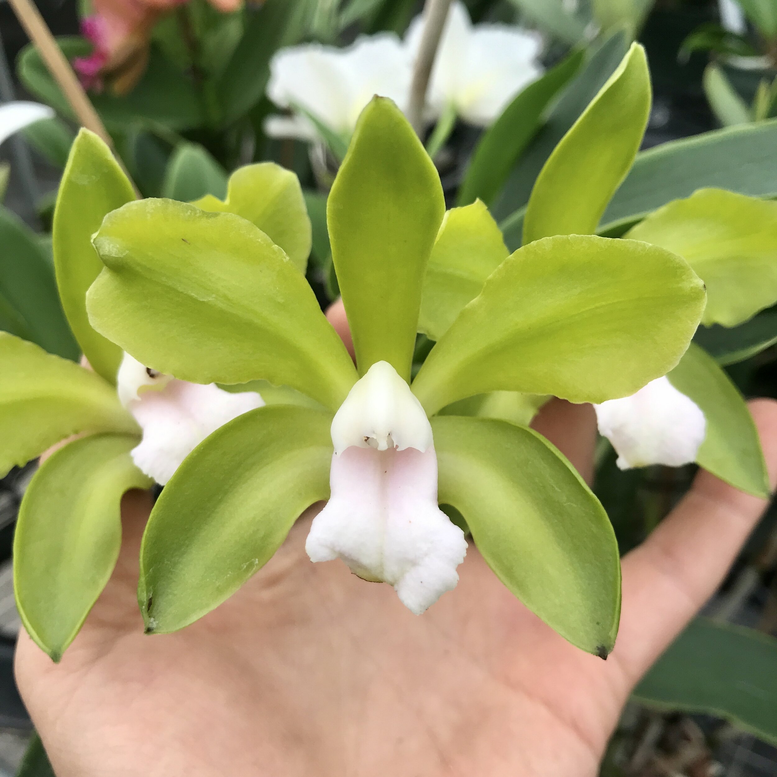 Species Cattleya bicolor semi-alba Very Fragrant Big Bloom Size 