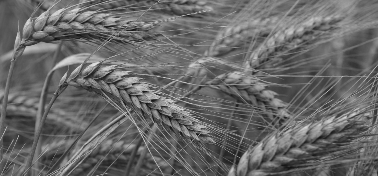 wheat-gluten-1238x576