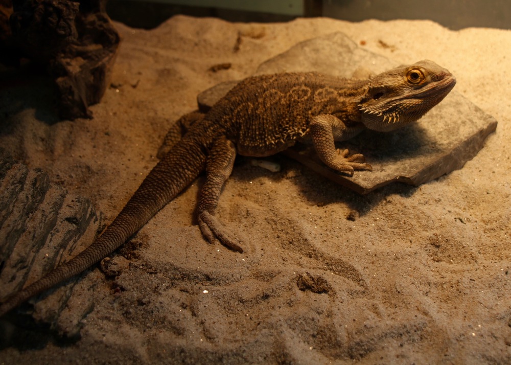 Monti, the bearded dragon who lives in P2