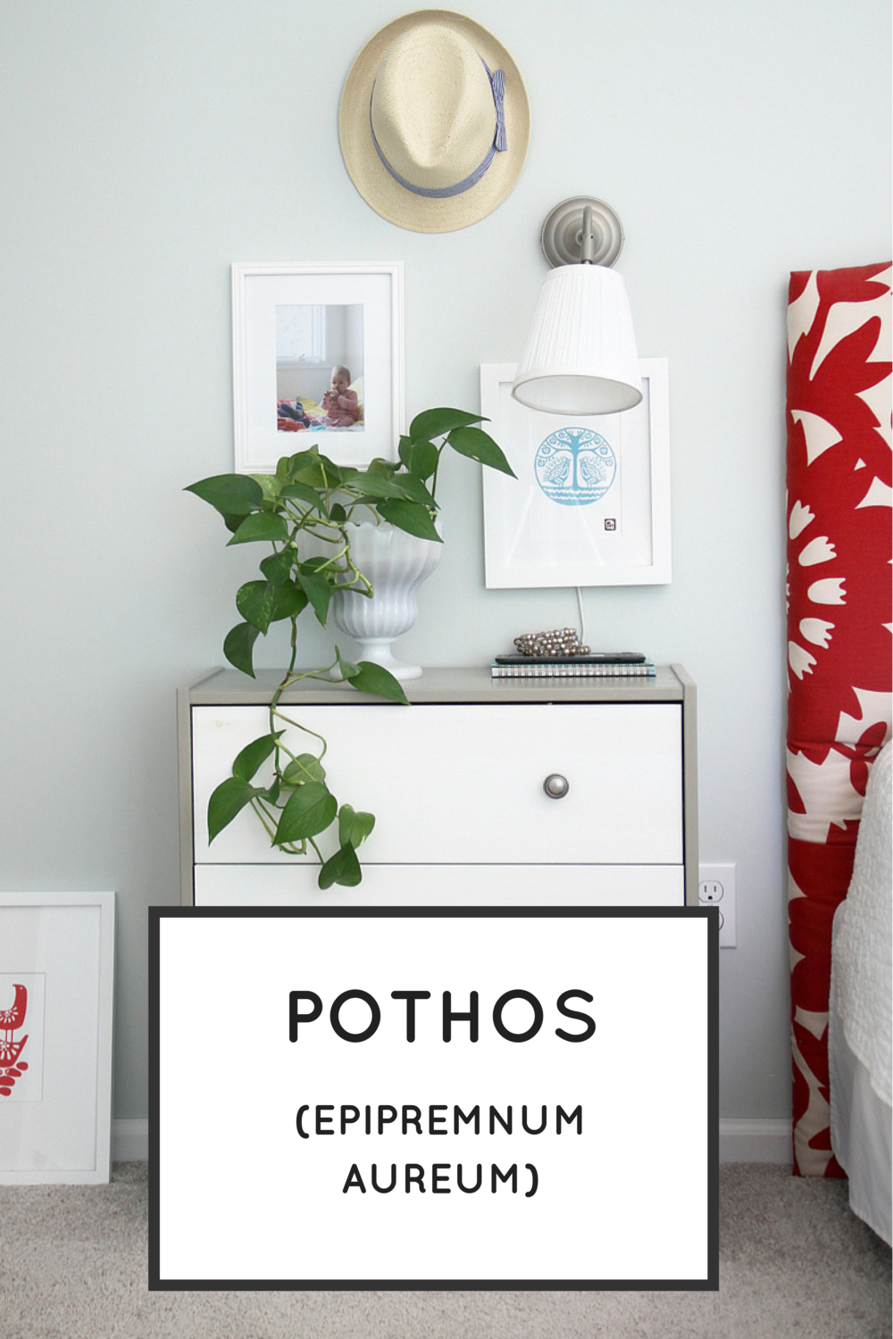 Easy Houseplants: Pothos