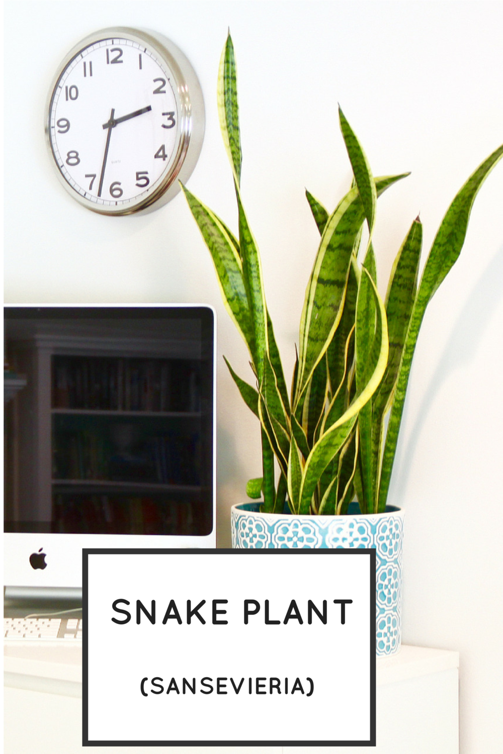Easy Houseplants: Snake Plant