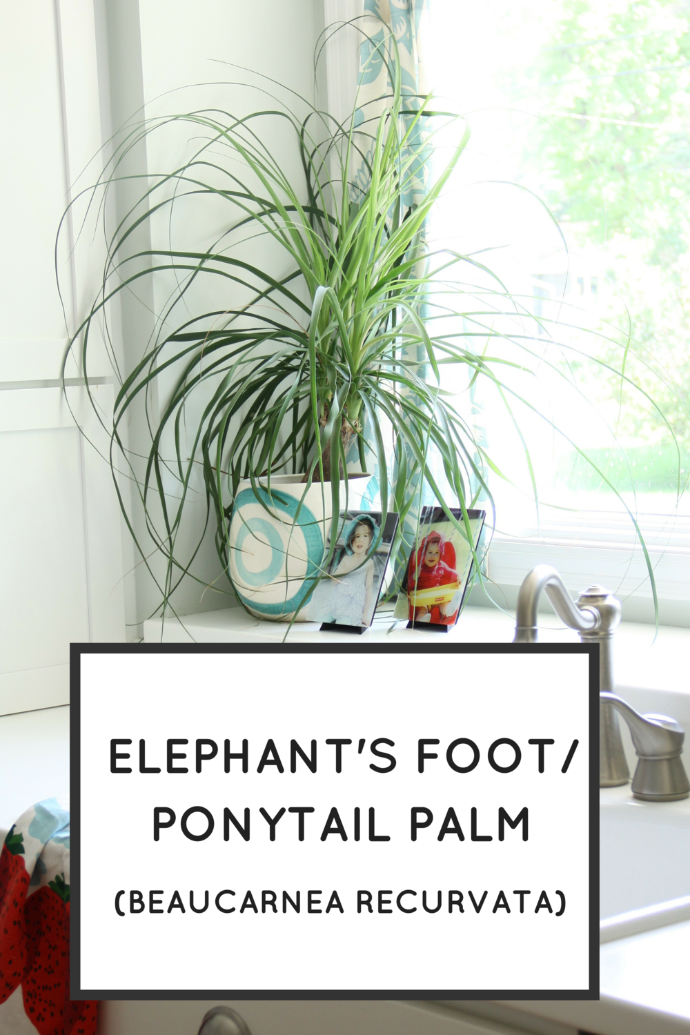 Easy Houseplants: Elephant's Foot/Ponytail Palm