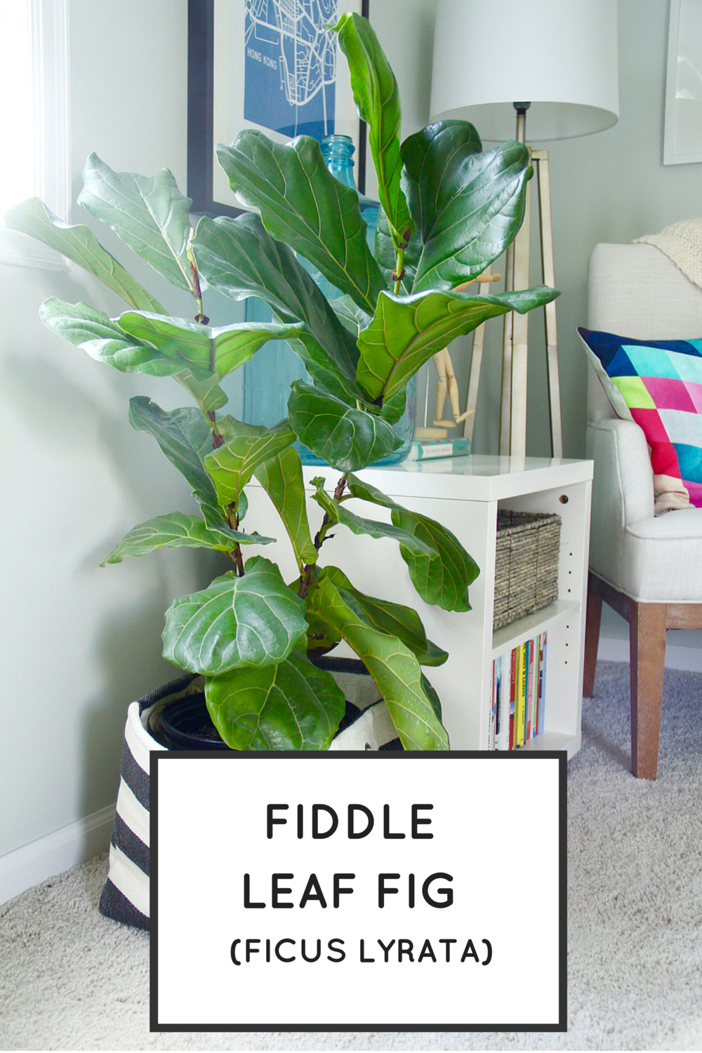 Easy Houseplants: Fiddle Leaf Fig