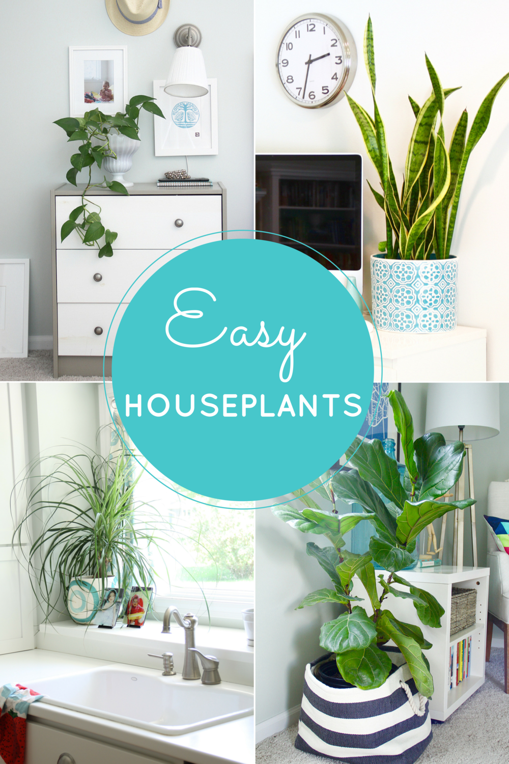 Easy Houseplants: 4 Indoor Plants to Beautify Your Spaces