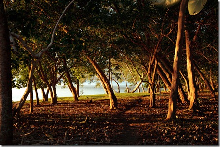 Trees-at-sunset-South-West-Bay-Malekula