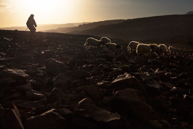 Nomad woman herding her animals