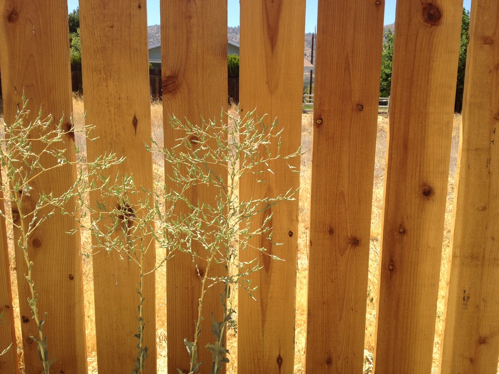 Wood Fence and Weeds