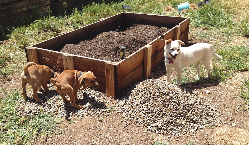garden-prep-pups