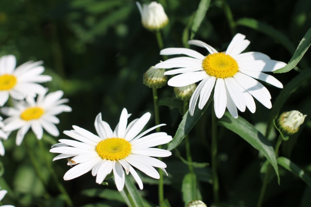 flower-garden-daisy