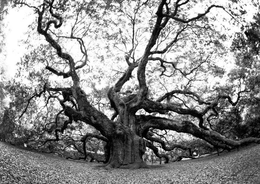"Angel Oak"  said to be about 1500 years old!