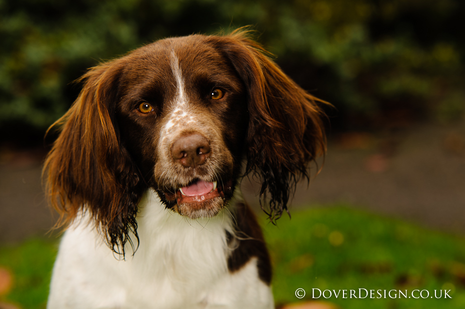UK dog photography