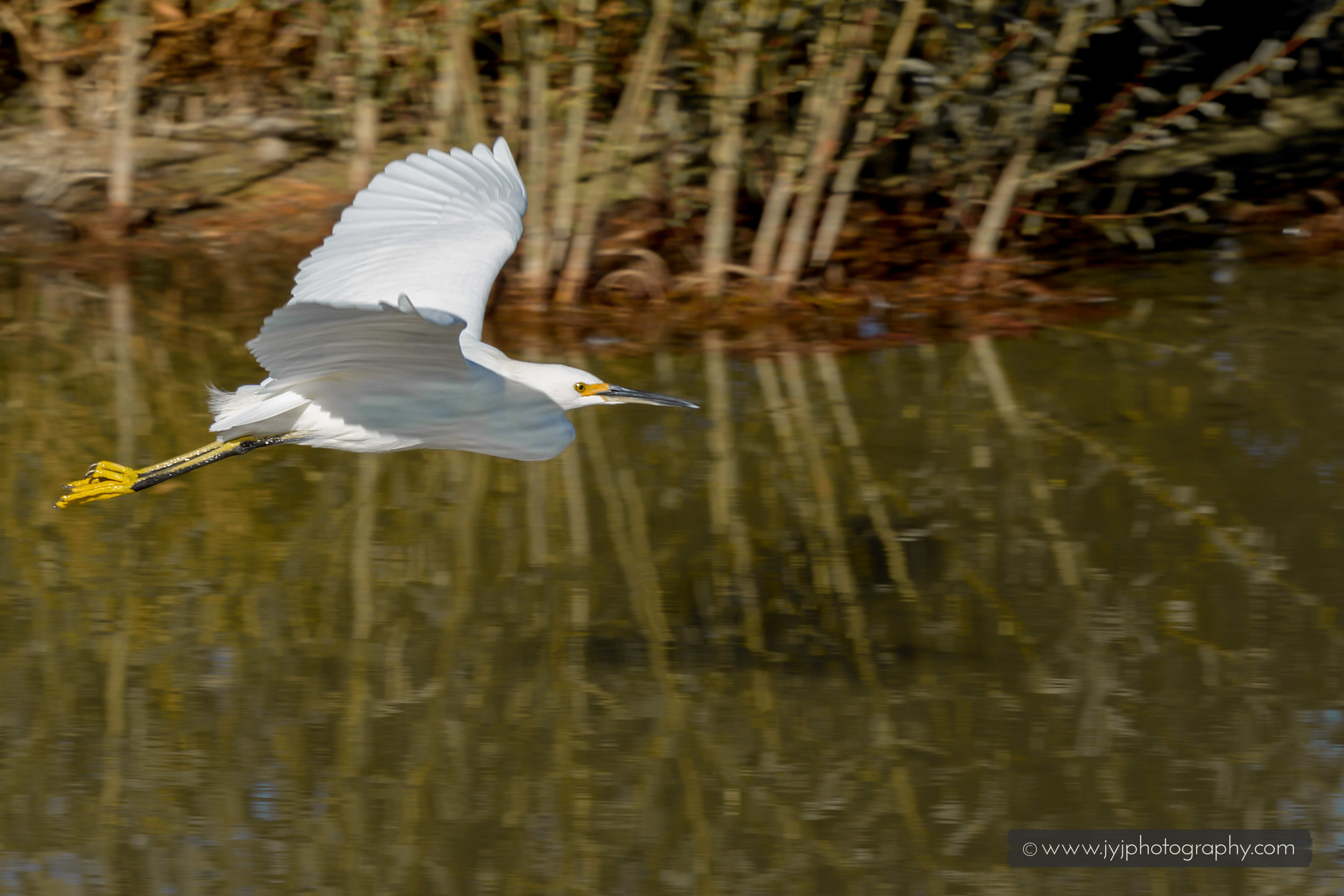  Snowy Egret in flight. 