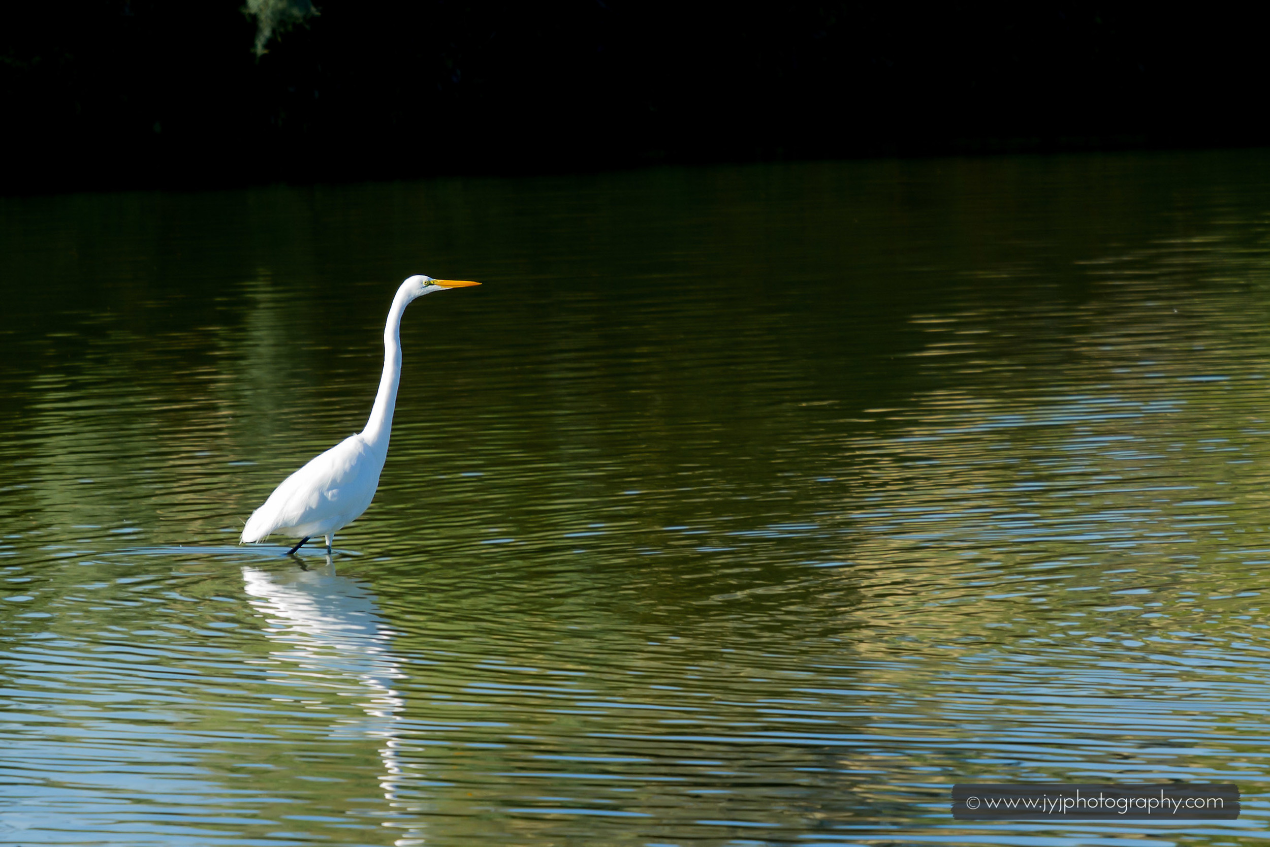  Great Egret spotted! 