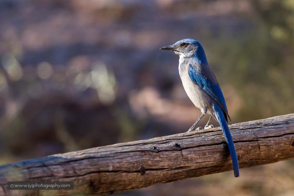   Mountain Bluebird Spotted!  