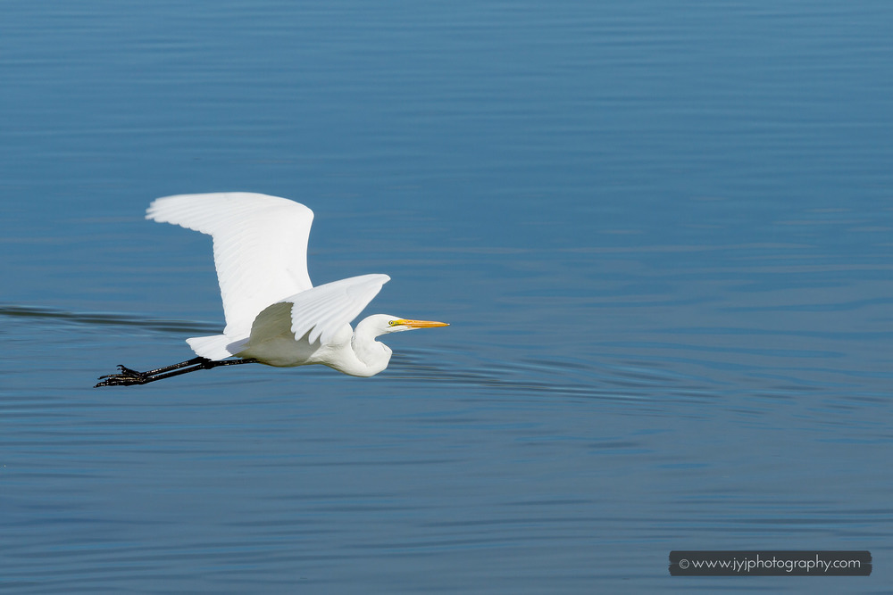  Great Egret In Flight  