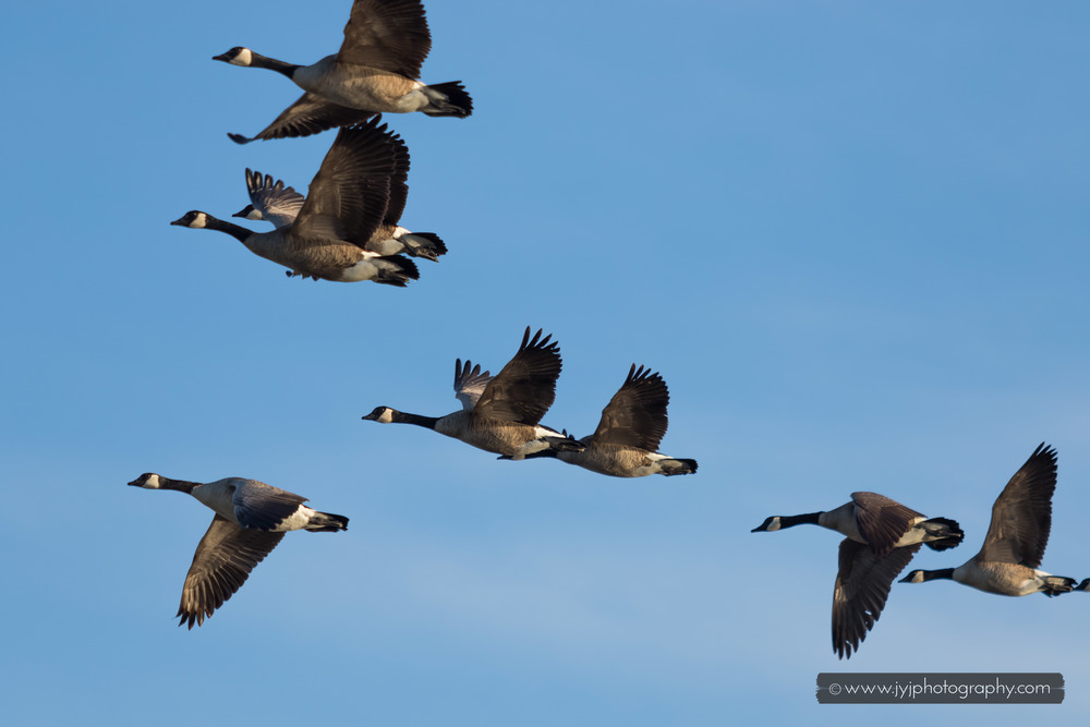   Canadian geese migration to North  