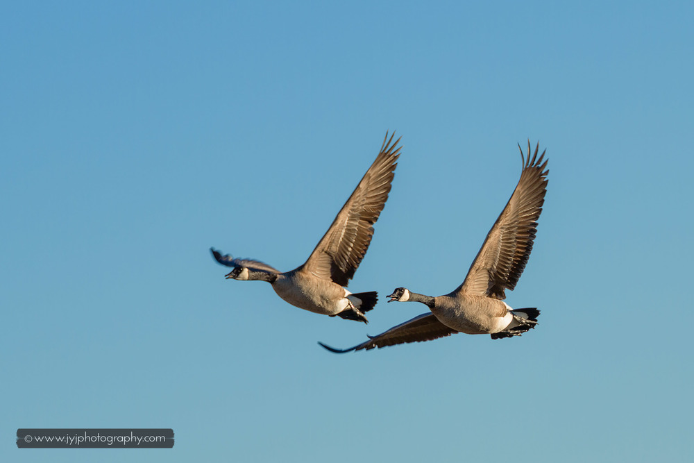   Canadian Geese  