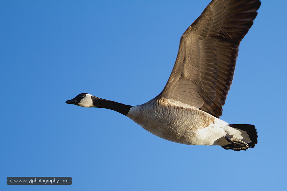   Canadian Goose in flight  