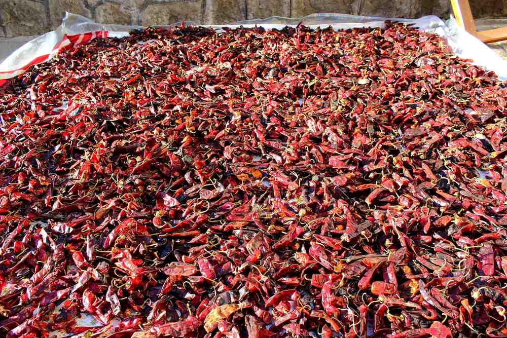 Drying Berbere Peppers
