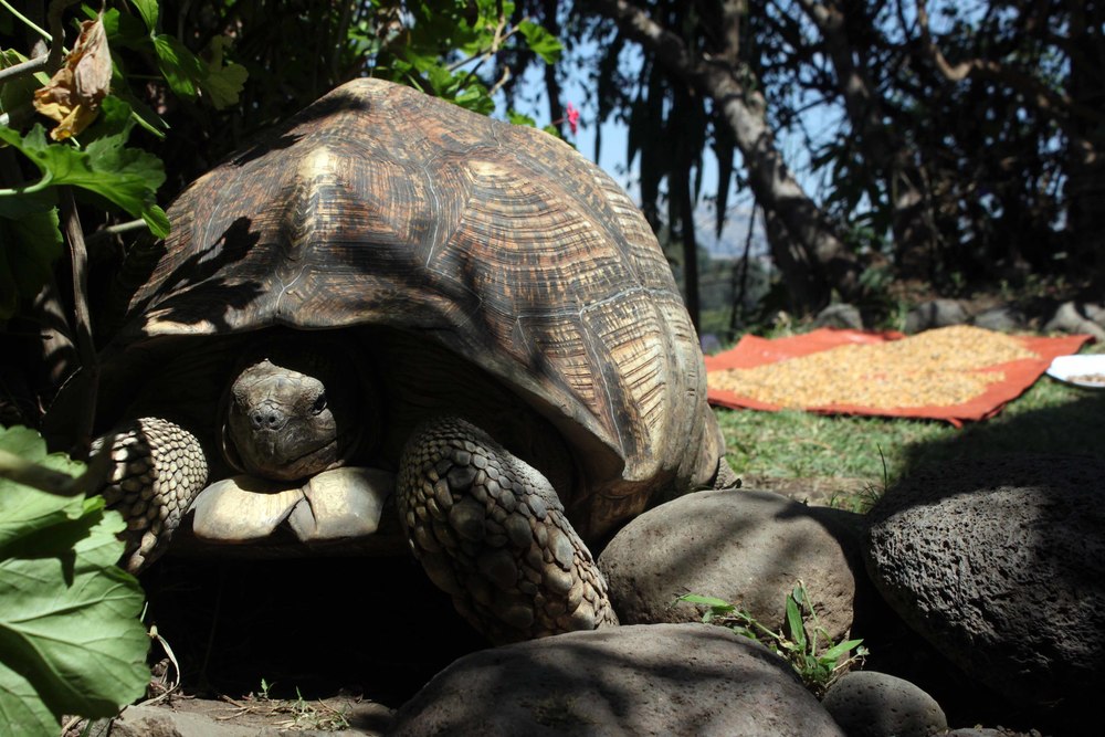Tortoise Guarding Shiro