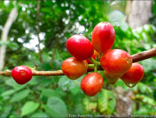 Red Coffee Cherries. Photo by Evan Buechley via Flickr