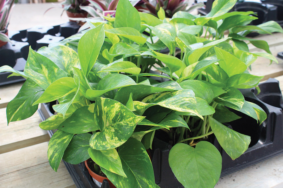 Indoor Plants For Better Air Quality Anoka County Master Gardeners