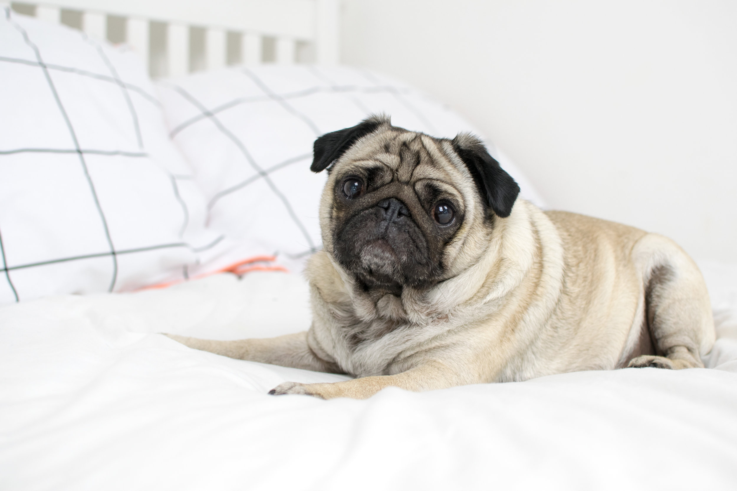 should know before owning a pug 