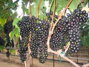 Syrah Grapes Waiting Harvest