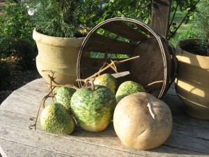 Apple Gourds