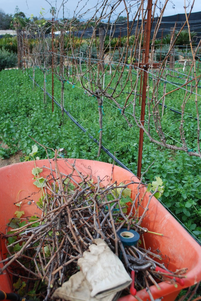 Backyard Vineyard in Winter