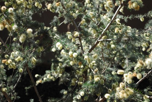 Close-Up of Blooming Grey Honey Myrtle Tree
