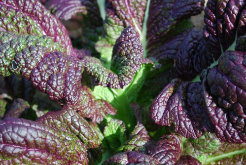 Close Up of Asian Mustard, Red Giant