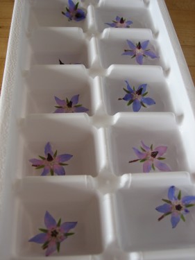 Blue Borage Flower Ice Cubes