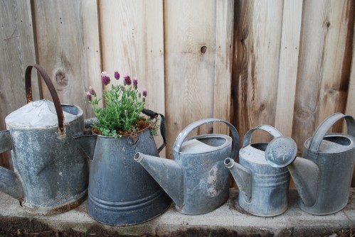 Vintage Watering Cans Make A Statement