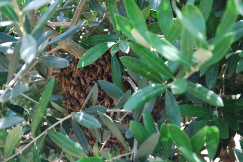 Swarm of Honey Bees Resting