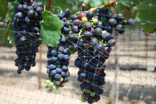Ripening Of The Grapes